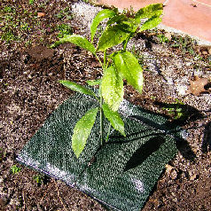 Weed Control Fabric - 50cm x 50cm